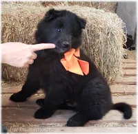 Sparky Orange S, a male Belgian Shepherd Dog for sale in Springfield, MO – Photo 4 of 9