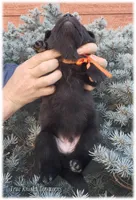 Sparky Orange S, a male Belgian Shepherd Dog for sale in Springfield, MO – Photo 9 of 9