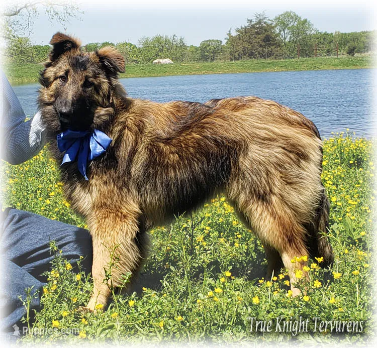 Ninja's Brown Boy S – Belgian Shepherd Dog puppy for sale in Springfield, MO