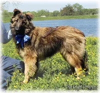 Ninja's Brown Boy S, a male Belgian Shepherd Dog for sale in Springfield, MO – 1 of 10