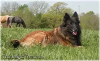 AKC Willow S, a female Belgian Shepherd Dog for sale in Springfield, MO – Photo 8 of 9