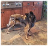 AKC Willow S, a female Belgian Shepherd Dog for sale in Springfield, MO – Photo 1 of 9