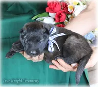 AKC Willow S, a female Belgian Shepherd Dog for sale in Springfield, MO – Photo 7 of 9