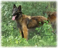 AKC Willow S, a female Belgian Shepherd Dog for sale in Springfield, MO – Photo 4 of 9