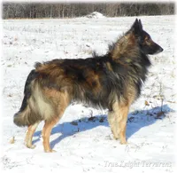 AKC Willow S, a female Belgian Shepherd Dog for sale in Springfield, MO – Photo 9 of 9