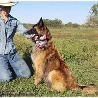 Sparkle, a female Belgian Tervuren for sale in Springfield, MO – Photo 3 of 4