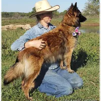 Sparkle, a female Belgian Tervuren for sale in Springfield, MO – Photo 4 of 4