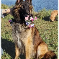 Sparkle, a female Belgian Tervuren for sale in Springfield, MO – Photo 2 of 4