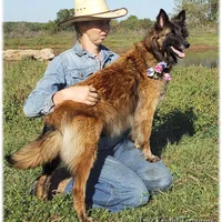 Sparkle, a female Belgian Tervuren for sale in Springfield, MO – Photo 1 of 4