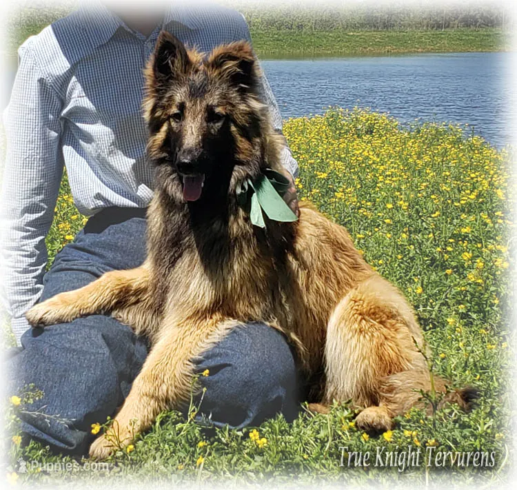 Ninja Green boy S – Belgian Shepherd Dog puppy for sale in Springfield, MO