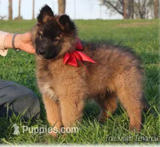 Brown Boy S, a  Belgian Shepherd Dog for sale in Springfield, MO – Photo 1 of 2