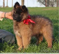 Brown Boy S, a  Belgian Shepherd Dog for sale in Springfield, MO – Photo 1 of 2