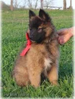 Brown Boy S, a  Belgian Shepherd Dog for sale in Springfield, MO – Photo 2 of 2