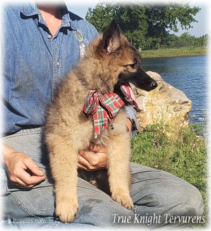 Rebel Brown Boy S – Belgian Shepherd Dog puppy for sale in Springfield, MO