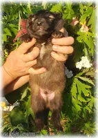 Rebel Brown Boy S, a male Belgian Shepherd Dog for sale in Springfield, MO – 3 of 8