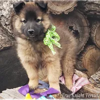 Ninja Green boy, a male Belgian Tervuren for sale in Springfield, MO – Photo 4 of 7