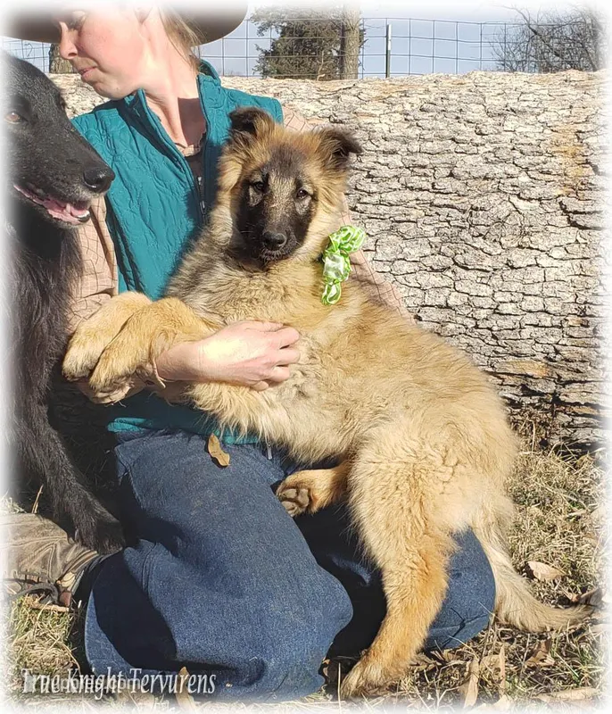 Ninja Green boy – Belgian Tervuren puppy for sale in Springfield, MO