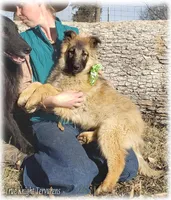 Ninja Green boy, a male Belgian Tervuren for sale in Springfield, MO – Photo 1 of 7