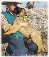 Ninja Green boy, a male Belgian Tervuren for sale in Springfield, MO – Photo 2 of 7