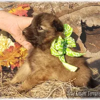 Ninja Green boy, a male Belgian Tervuren for sale in Springfield, MO – Photo 6 of 7