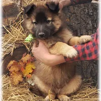 Ninja Green boy, a male Belgian Tervuren for sale in Springfield, MO – Photo 3 of 7