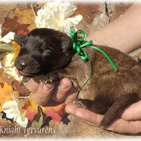 Ninja Green boy, a male Belgian Tervuren for sale in Springfield, MO – Photo 7 of 7