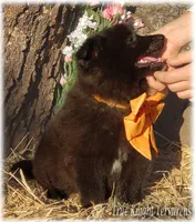 Rebel Orange Boy S, a male Belgian Shepherd Dog for sale in Springfield, MO – 3 of 9