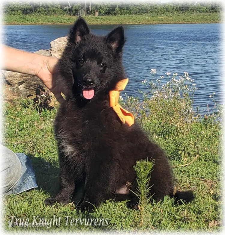 Rebel Orange Boy T – Belgian Tervuren puppy for sale in Springfield, MO