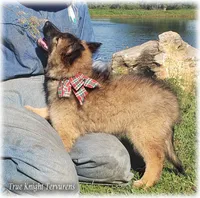 Rebel Brown Boy T, a male Belgian Tervuren for sale in Springfield, MO – 2 of 9