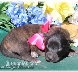 2027 Brown Girl T – Belgian Tervuren puppy for sale in Springfield, MO