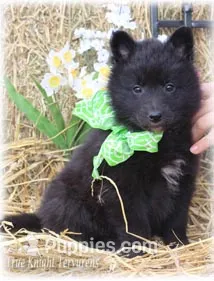 2027 Black Girl S – Belgian Sheepdog puppy for sale in Springfield, MO