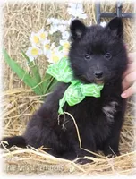 2027 Black Girl S, a  Belgian Sheepdog for sale in Springfield, MO – 1 of 9