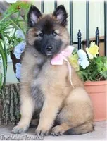 Rebel Brown Girl T, a  Belgian Tervuren for sale in Springfield, MO – Photo 1 of 3