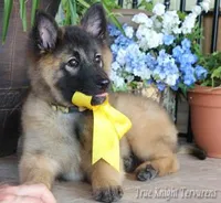 Rebel Brown Girl T, a  Belgian Tervuren for sale in Springfield, MO – Photo 2 of 3