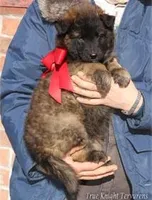 Rebel Brown Girl T, a  Belgian Tervuren for sale in Springfield, MO – Photo 3 of 3