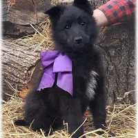 Ninja's Purple Girl S, a female Belgian Shepherd Dog for sale in Springfield, MO – Photo 5 of 10