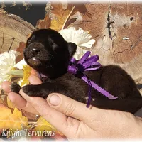 Ninja's Purple Girl S, a female Belgian Shepherd Dog for sale in Springfield, MO – Photo 7 of 10