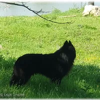 Ninja's Purple Girl S, a female Belgian Shepherd Dog for sale in Springfield, MO – Photo 10 of 10