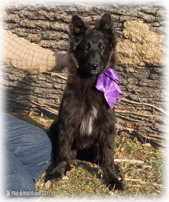 Ninja's Purple Girl S – Belgian Shepherd Dog puppy for sale in Springfield, MO