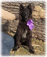 Ninja's Purple Girl S, a female Belgian Shepherd Dog for sale in Springfield, MO – Photo 1 of 10