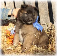 Rebel Blue boy T, a male Belgian Tervuren for sale in Springfield, MO – Photo 1 of 5