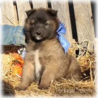 Rebel Blue boy T, a male Belgian Tervuren for sale in Springfield, MO – Photo 3 of 5
