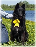 Ninja's Black Boy T, a male Belgian Tervuren for sale in Springfield, MO – 2 of 8
