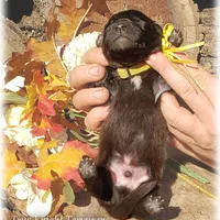 Ninja's Black Boy T, a male Belgian Tervuren for sale in Springfield, MO – Photo 6 of 9