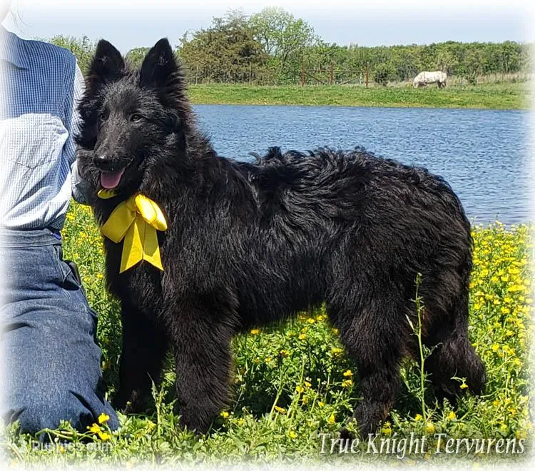 Ninja's Black Boy T – Belgian Tervuren puppy for sale in Springfield, MO