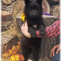 Ninja's Black Boy T, a male Belgian Tervuren for sale in Springfield, MO – Photo 4 of 9