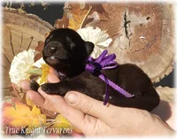 2027 Black Girl T, a  Belgian Shepherd Dog for sale in Springfield, MO – 3 of 9