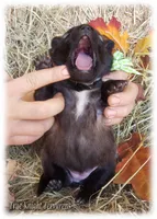 Green girl S, a female Belgian Shepherd Dog for sale in Springfield, MO – Photo 7 of 10