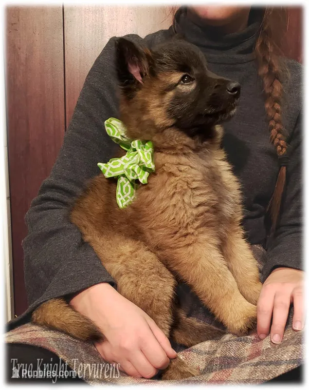 Green girl S, a female Belgian Shepherd Dog for sale in Springfield, MO – Photo 1 of 10