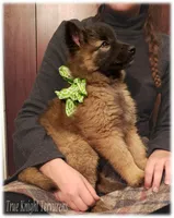Green girl S, a female Belgian Shepherd Dog for sale in Springfield, MO – Photo 1 of 10